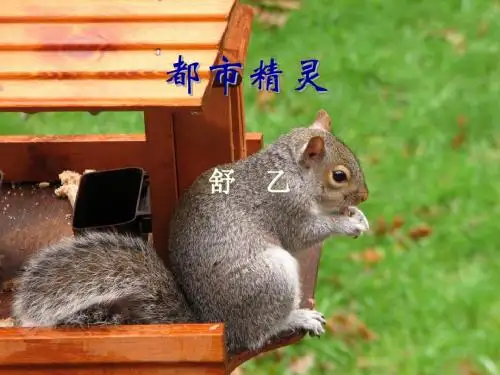 《都市精灵》PPT课件(上课用)4