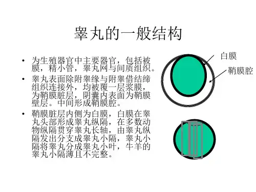 雄性生殖系统PPT课件