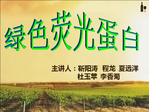 绿色荧光蛋白
