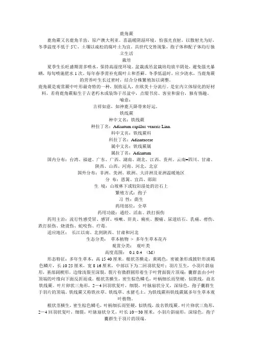蕨类植物养护管理
