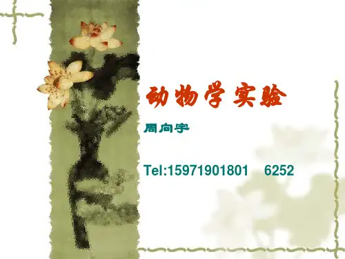 4.水螅 --腔肠动物