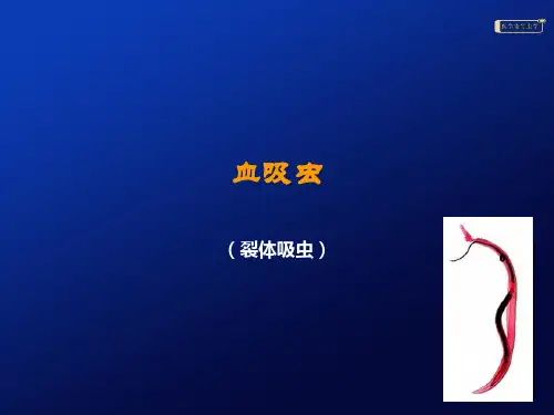 血吸虫