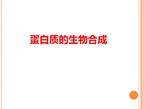 分子生物学：蛋白质的生物合成