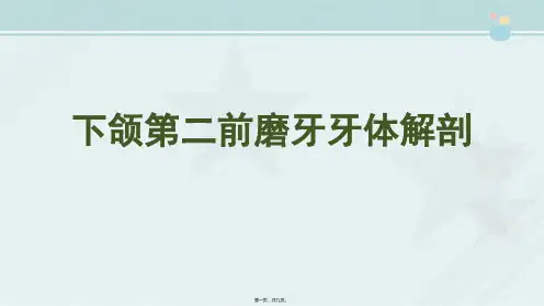 口腔医学专业《牙体解剖(29)下颌第二前磨牙牙体解剖》