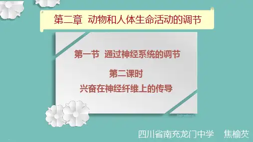 《兴奋在神经纤维上的传导》(共24张PPT)