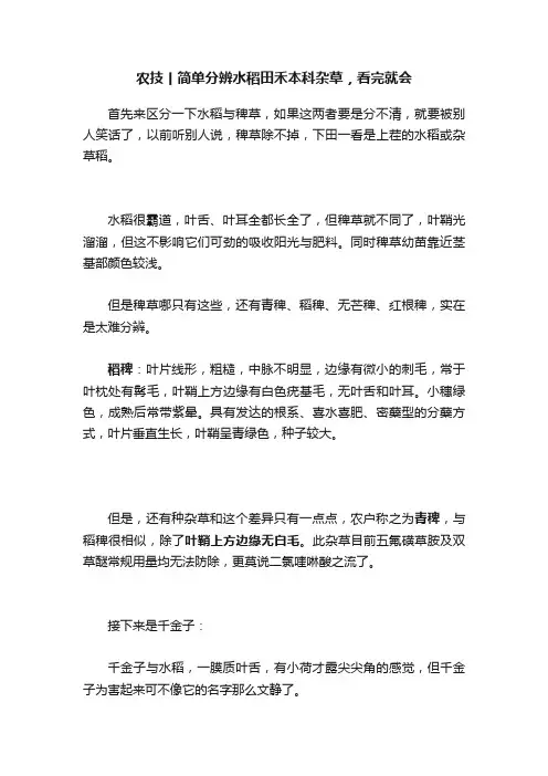 农技丨简单分辨水稻田禾本科杂草，看完就会