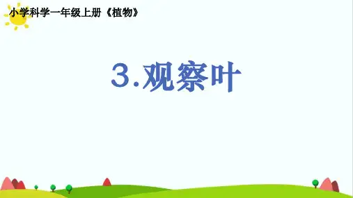 最新教科版小学科学一年级上册1.1.3《观察叶》教学课件