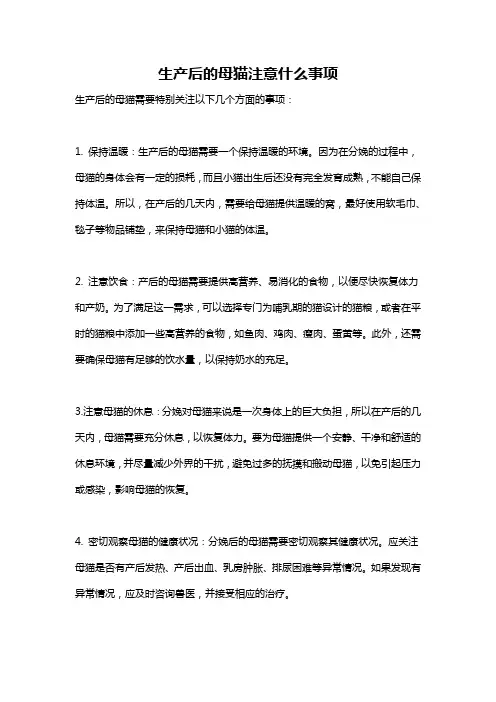 生产后的母猫注意什么事项