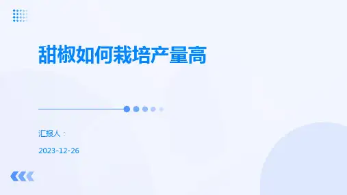 甜椒如何栽培产量高