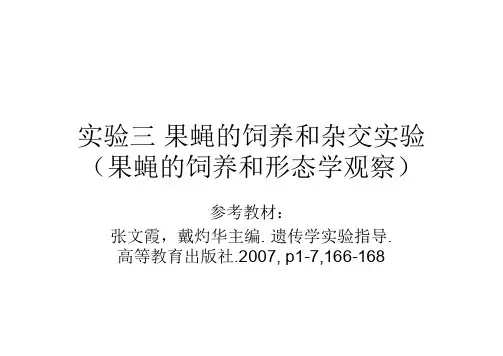 实验三果蝇的饲养和杂交实验