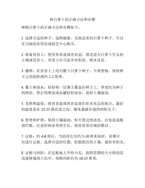 种白萝卜的正确方法和步骤