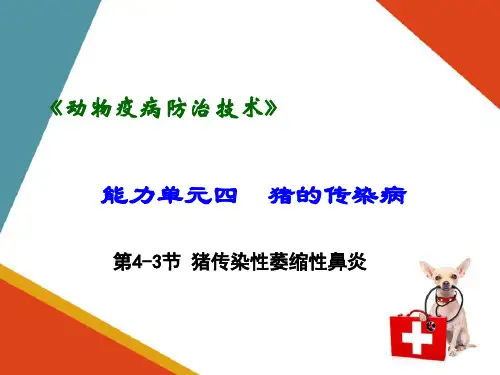 猪的传染病—猪传染性萎缩性鼻炎(动物疫病防治课件)