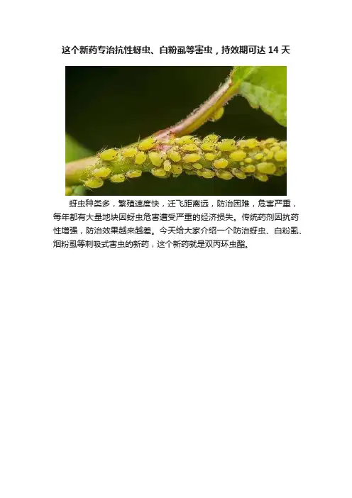 这个新药专治抗性蚜虫、白粉虱等害虫，持效期可达14天