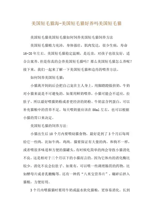 美国短毛猫海-美国短毛猫好养吗美国短毛猫