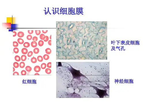 沪科科标板高中生物第一册3.1《细胞膜》优质课件(23张)(共23张PPT)