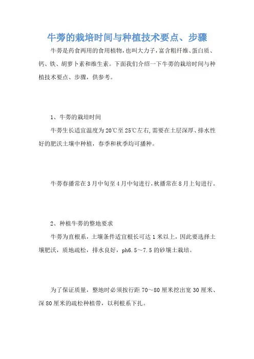 牛蒡的栽培时间与种植技术要点、步骤