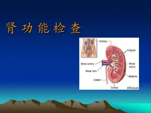 肾 功 能 检 查