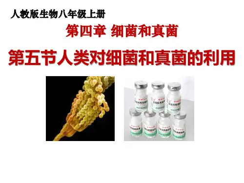 人教版生物八年级上册《人类对细菌和真菌的利用》公开课课件