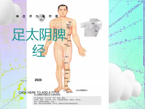 足太阴脾经重点穴位