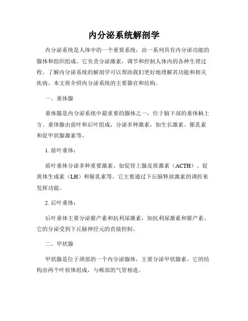 内分泌系统解剖学