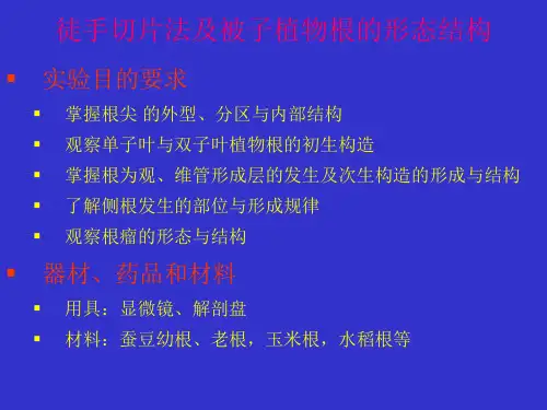 实验三徒手切片法和被子植物根的形态结构
