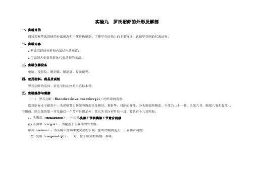 罗氏沼虾的外形与解剖