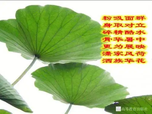 荷叶咏课件