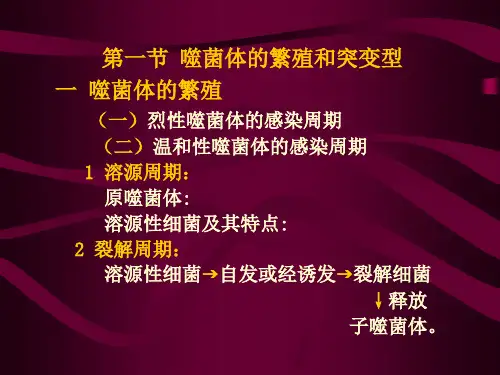 噬菌体的遗传分析
