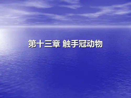 帚虫动物门