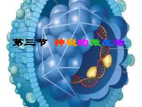八年级上册生物14-3《神奇的微生物》课件