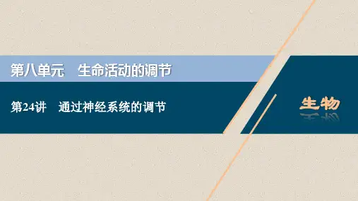 2021版高考生物(人教版)一轮复习课件：第八单元 第24讲 通过神经系统的调节