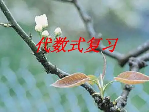 代数式复习