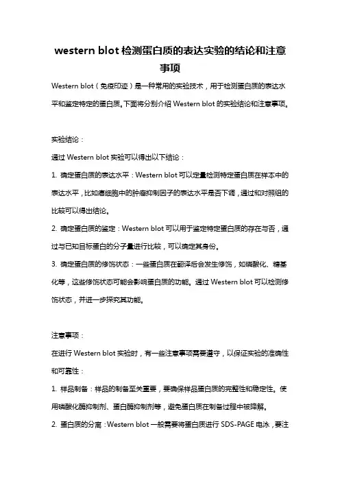 western blot检测蛋白质的表达实验的结论和注意事项