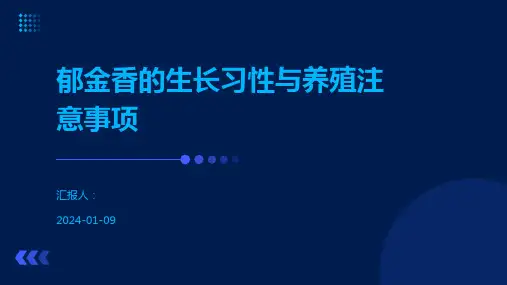 郁金香的生长习性与养殖注意事项