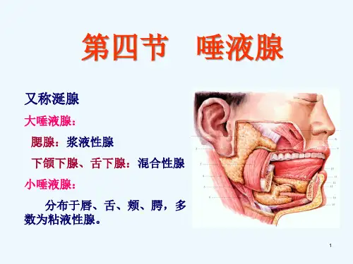 七章唾液腺课件