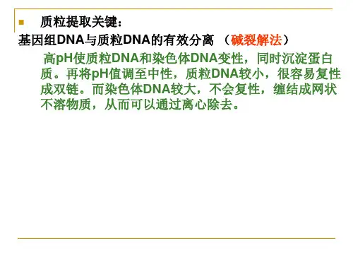 质粒DNA的提取与酶切电泳鉴定.ppt