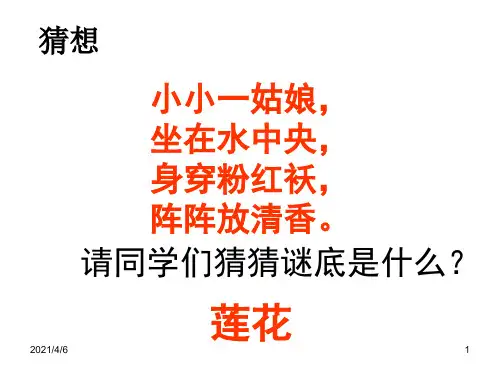 莲文化的魅力(综合性学习)PPT课件