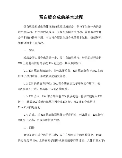 蛋白质合成的基本过程