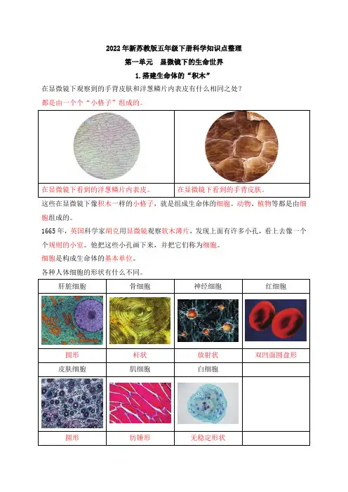 2022年新苏教版五年级下册科学第一单元《显微镜下的生命世界》知识点整理