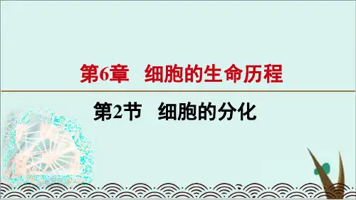 《细胞的分化》人教版高中生物精美课件1