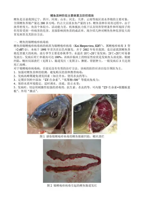 鲤鱼苗种阶段主要病害及防控措施