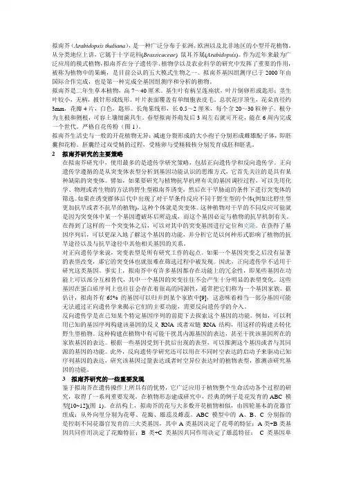 拟南芥