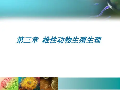 雄性动物生殖生理