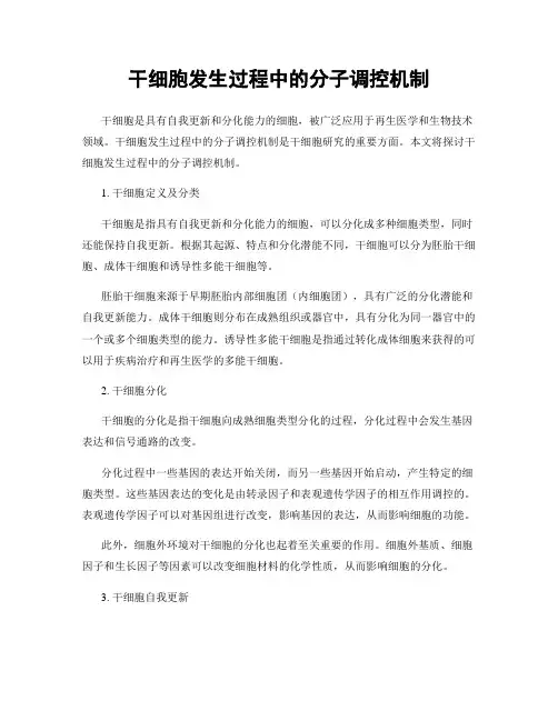 干细胞发生过程中的分子调控机制