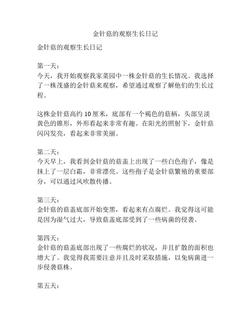 金针菇的观察生长日记