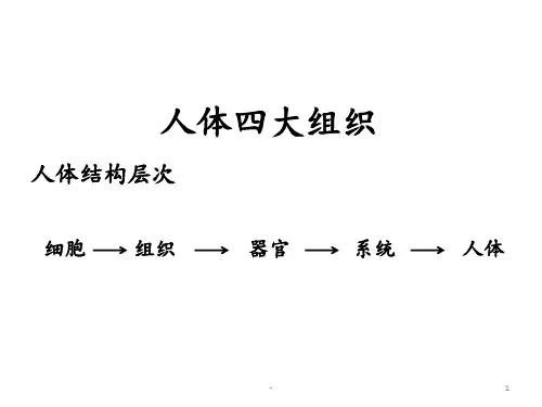 人体四大组织ppt课件