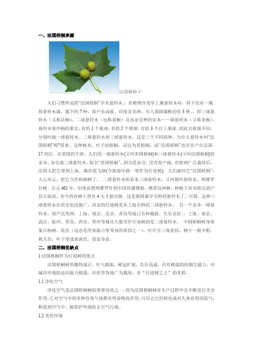 法国梧桐资料