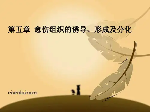 第五章愈伤组织的诱导、形成及分化