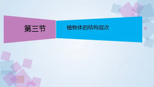 人教版(新课程标准)1.3.3植物体的结构层次(共29张PPT)