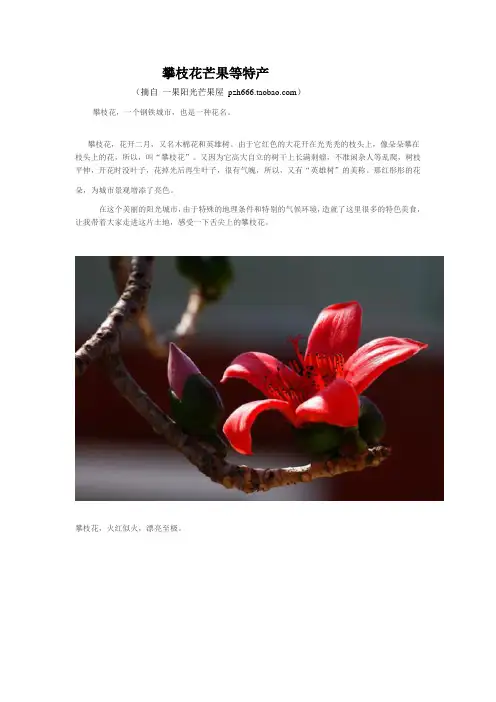 攀枝花芒果等特产(舌尖上的攀枝花)